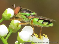 Odontomyia cincta