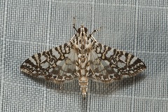 Glyphodes onychinalis