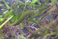 Novaculoides macrolepidotus