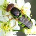 Odontomyia cincta - Photo (c) Stuart Tingley, μερικά δικαιώματα διατηρούνται (CC BY-NC), uploaded by Stuart Tingley