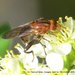 Aspen Hover Fly - Photo (c) Stuart Tingley, some rights reserved (CC BY-NC), uploaded by Stuart Tingley