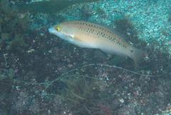 Halichoeres semicinctus