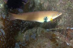 Halichoeres semicinctus