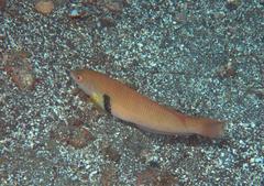 Halichoeres semicinctus