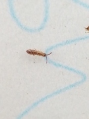 Collembola