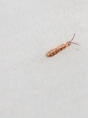 Collembola