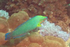 Halichoeres richmondi