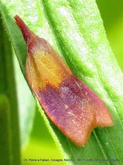 Sparganothis violaceana