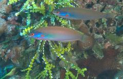 Pseudocoris yamashiroi