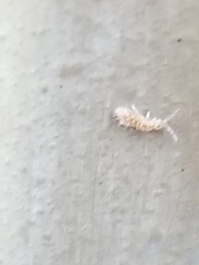 Collembola