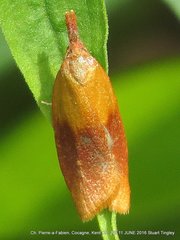 Sparganothis violaceana