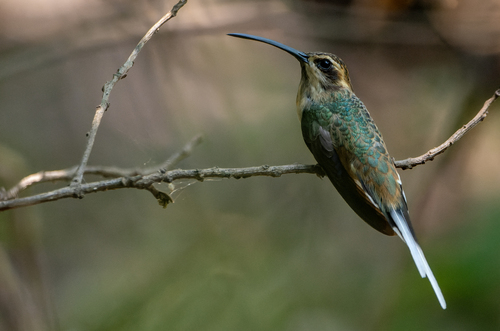 Buff-bellied Hermit (Phaethornis subochraceus), photo 2