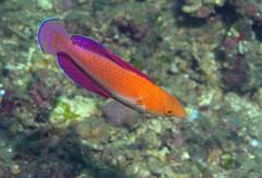 Cirrhilabrus rubripinnis