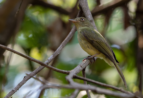 Sulphur-bellied Tyrant-Manakin (Neopelma sulphureiventer)