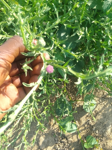 Dwarf Sage