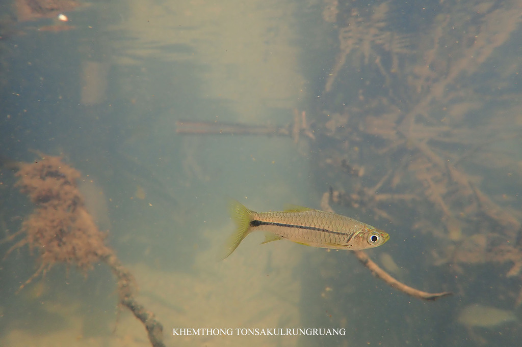 Sidestripe Rasbora