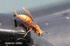 Polistes cavapyta