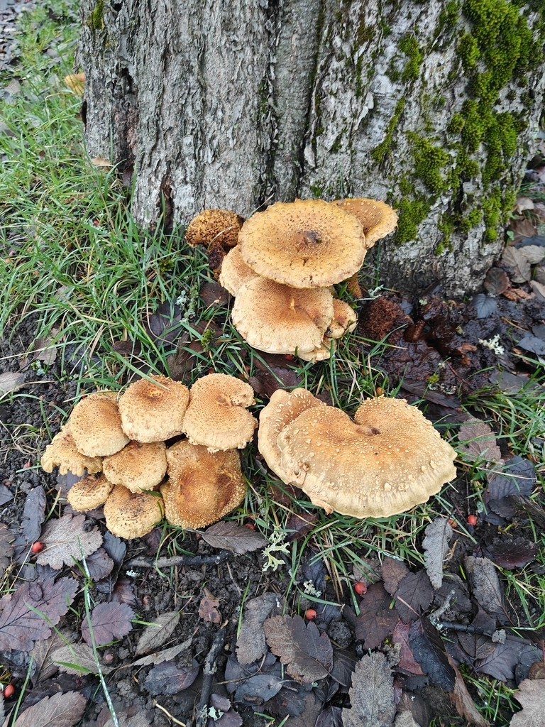 Pholiota squarrosa · November 2025 · photo: © johan8153 (iNaturalist, cc-by)