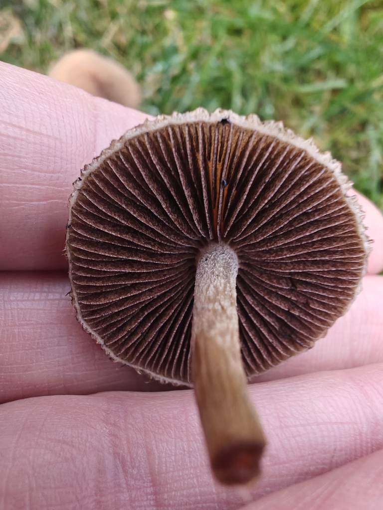 Lacrymaria lacrymabunda · November 2025 · photo: © johan8153 (iNaturalist, cc-by)