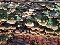 Fungi