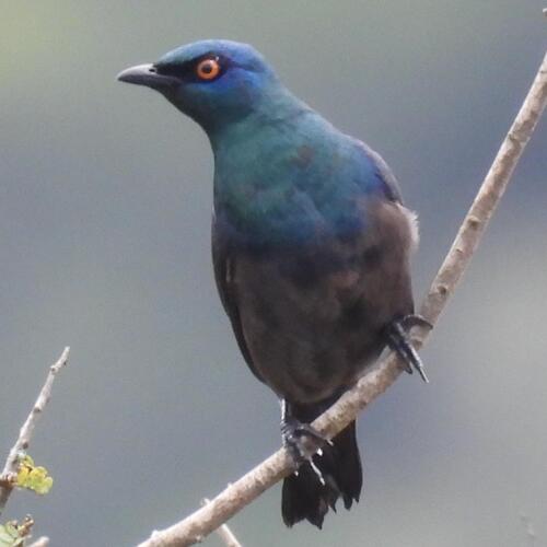 Black-bellied Starling (Notopholia corusca), photo 3