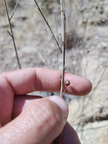 Nanorrhinum scoparium, photograph 4