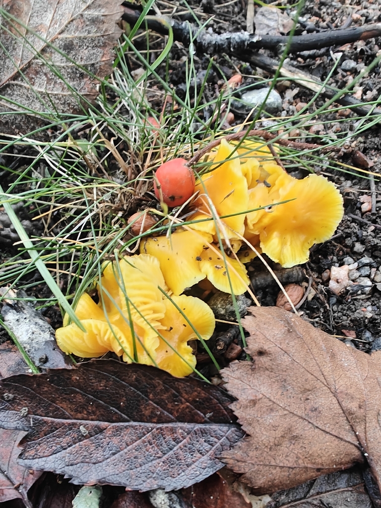 Hygrocybe ceracea · November 2025 · photo: © johan8153 (iNaturalist, cc-by)