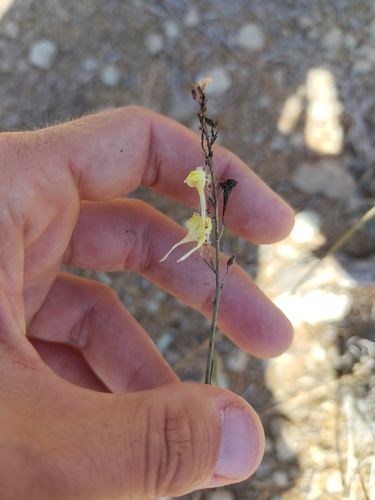 Nanorrhinum scoparium, photograph 5