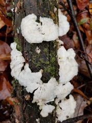 Fungi