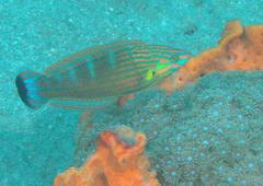 Halichoeres melanurus