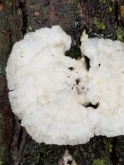 Fungi