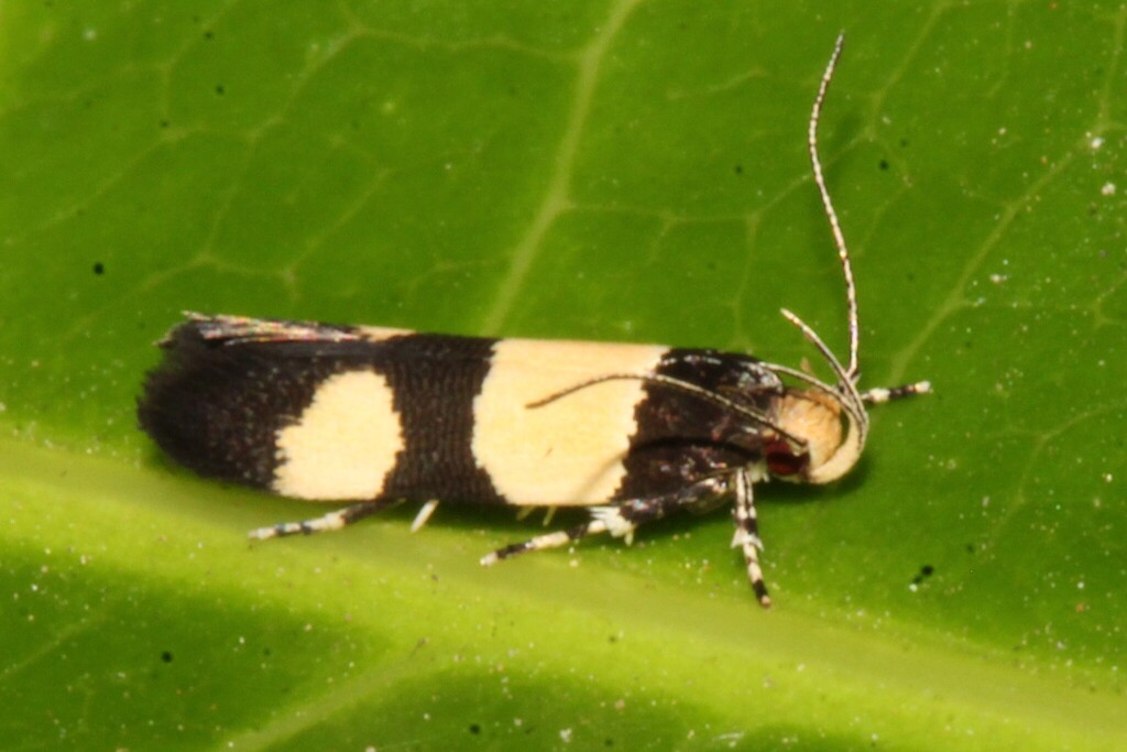 Macrobathra fasciata