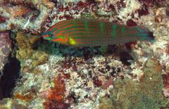 Halichoeres melanurus