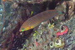 Halichoeres melanurus