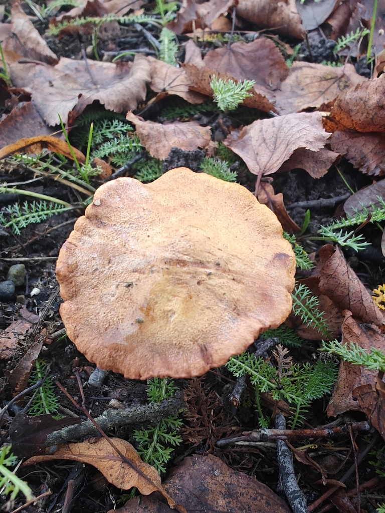 Chalciporus piperatus · November 2025 · photo: © johan8153 (iNaturalist, cc-by)