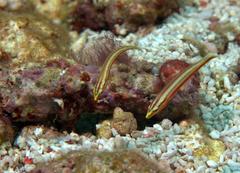 Hologymnosus doliatus