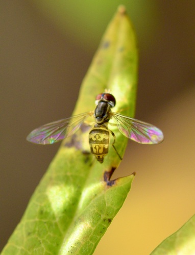 Unknown species found near Saxon Hill, Essex Town, VT, USA