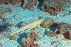 Hologymnosus doliatus