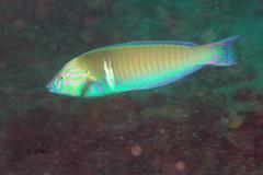 Hologymnosus doliatus