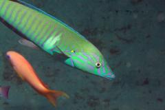 Hologymnosus doliatus