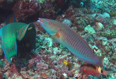 Hologymnosus doliatus