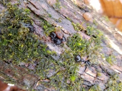 Fungi