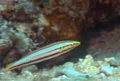 Hologymnosus doliatus