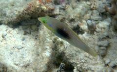 Halichoeres chloropterus