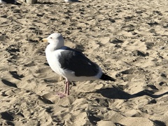 Larus occidentalis