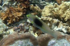 Halichoeres chloropterus