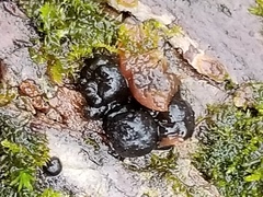 Fungi