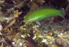 Halichoeres chloropterus