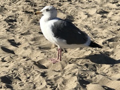 Larus occidentalis