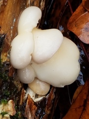 Fungi
